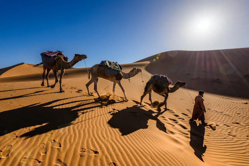 Nomad guide walking with camels across the desert
