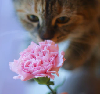 A close-up of a cat’s whiskers and nose as it sniffs a blooming flower.