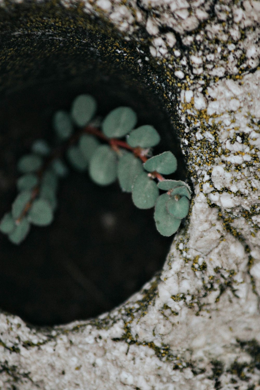 shallow focus photography of green leafed plant