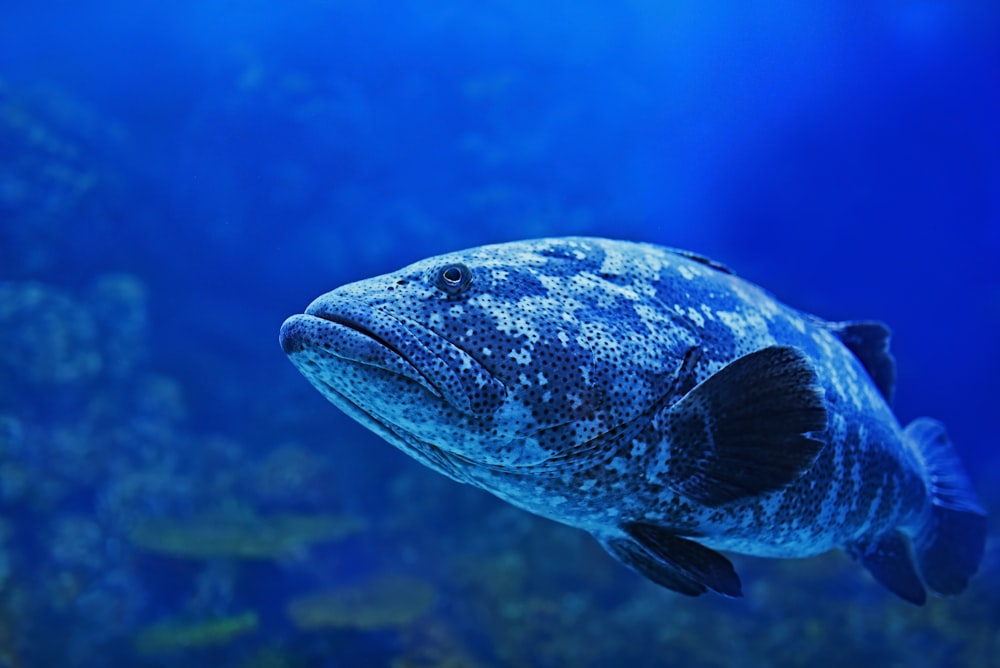 Foto de primer plano de peces azules y grises