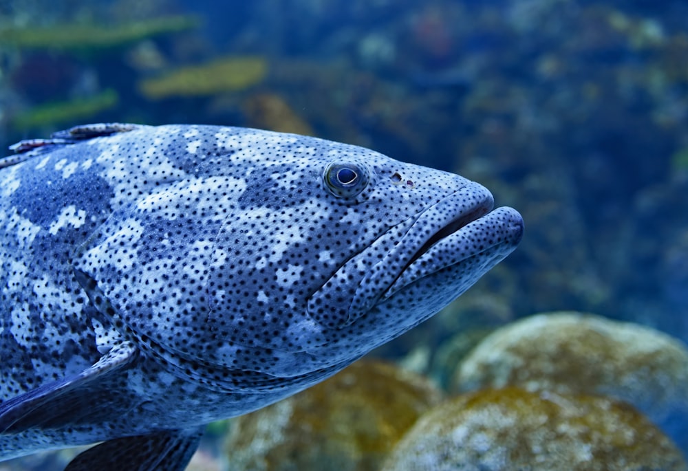macro photography of gray grouper fish