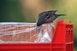 A small bird pecks at a loaf of bread enclosed in plastic wrapping. The bread is placed inside a red crate, with a blurred green background providing contrast. The bird's focus is on the bread, indicating its interest or hunger.