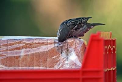 A small bird pecks at a loaf of bread enclosed in plastic wrapping. The bread is placed inside a red crate, with a blurred green background providing contrast. The bird's focus is on the bread, indicating its interest or hunger.