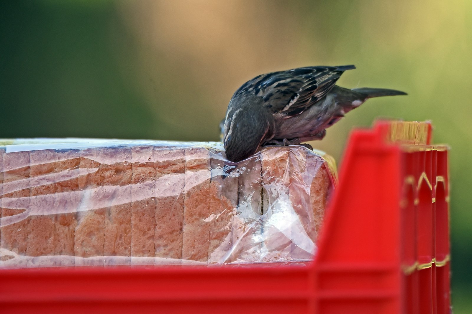 Sigma 150-600mm F5-6.3 DG OS HSM | S sample photo. Bird opening slice bread photography