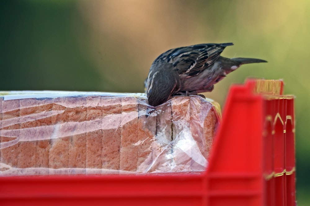 bird opening slice bread pack
