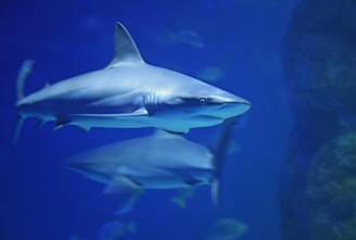 A shark swimming gracefully in clear blue water, surrounded by a few small, indistinct fish in the background. The shark's sleek body and sharp fin are prominently visible.
