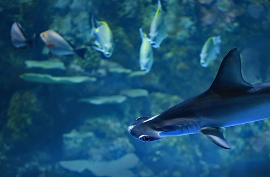 gray shark in Cairns City Australia