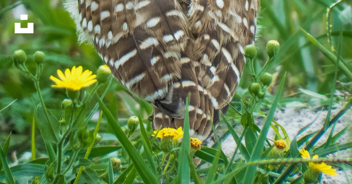 Chat-huant photo – Image gratuite de Hibou sur Unsplash