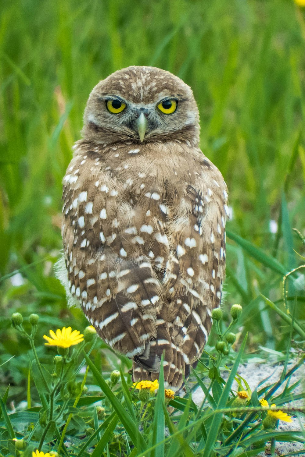 brown owl