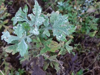 Close-up of dew drops on green leaves, highlighting nature’s calm details.