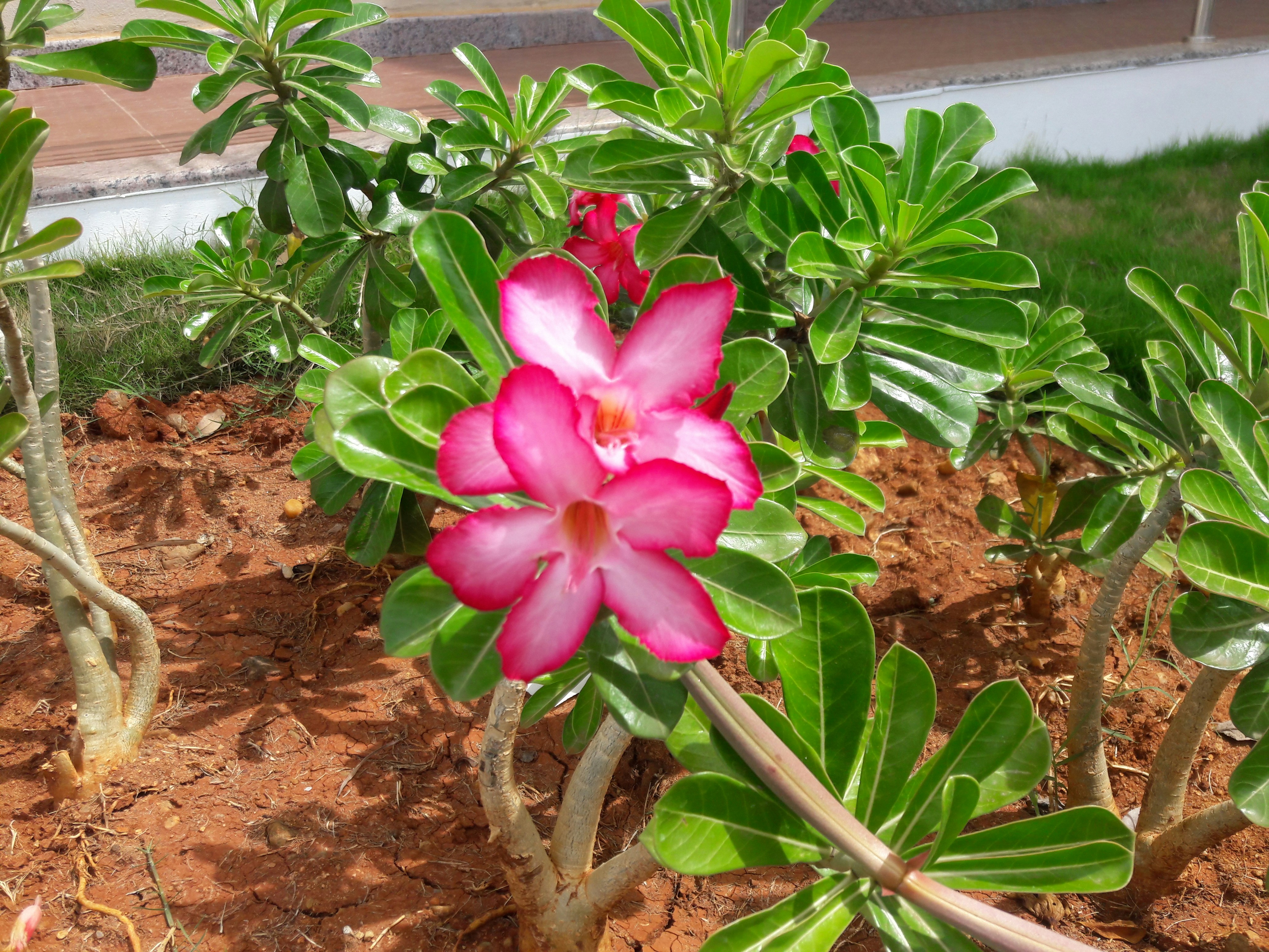 The Unexpected Resilience of Monarchies