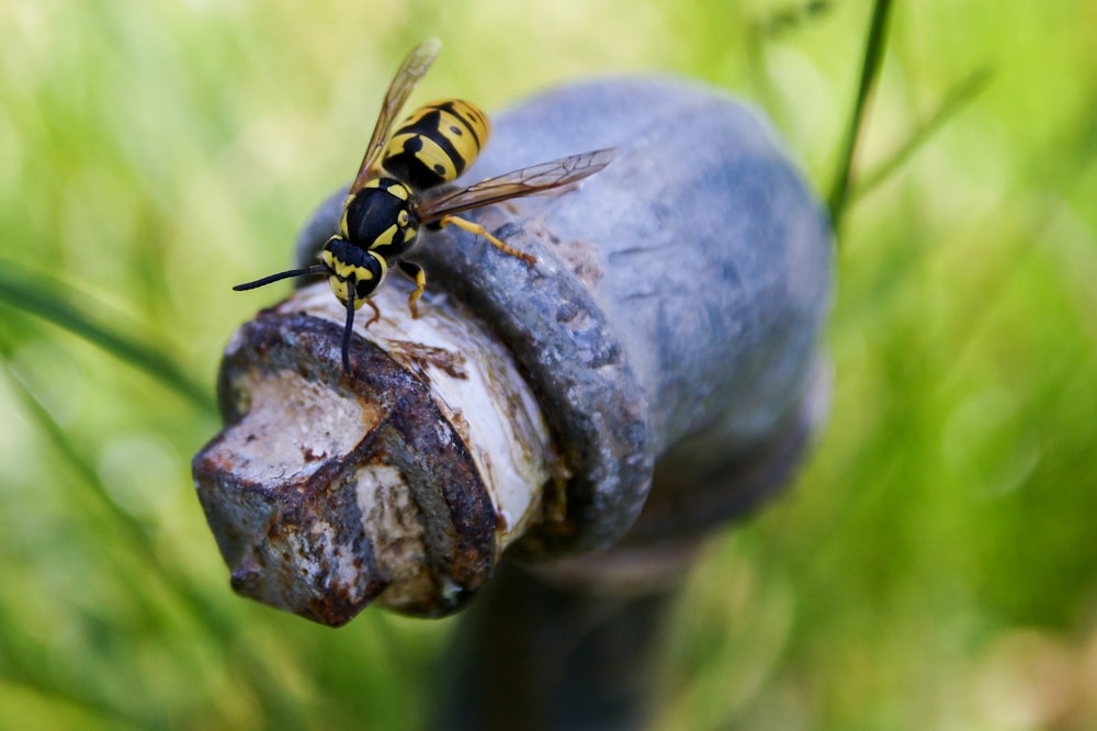 yellow and black beetle on tube