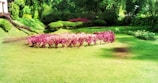 A well-maintained garden features clusters of vibrant pink and purple flowers arranged in a circular pattern. Surrounding them is a lush, green lawn with trimmed hedges and trees forming the backdrop. The sunlight casts soft shadows, enhancing the vivid colors and serene atmosphere.