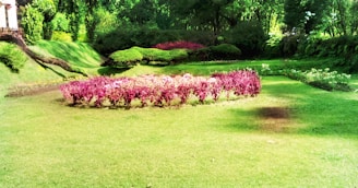 A well-maintained garden features clusters of vibrant pink and purple flowers arranged in a circular pattern. Surrounding them is a lush, green lawn with trimmed hedges and trees forming the backdrop. The sunlight casts soft shadows, enhancing the vivid colors and serene atmosphere.
