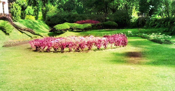 A well-maintained garden features clusters of vibrant pink and purple flowers arranged in a circular pattern. Surrounding them is a lush, green lawn with trimmed hedges and trees forming the backdrop. The sunlight casts soft shadows, enhancing the vivid colors and serene atmosphere.