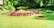 A well-maintained garden features clusters of vibrant pink and purple flowers arranged in a circular pattern. Surrounding them is a lush, green lawn with trimmed hedges and trees forming the backdrop. The sunlight casts soft shadows, enhancing the vivid colors and serene atmosphere.