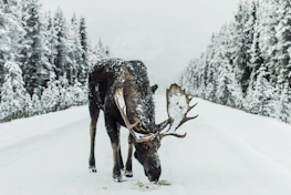 brown moose surrounded by snowfield