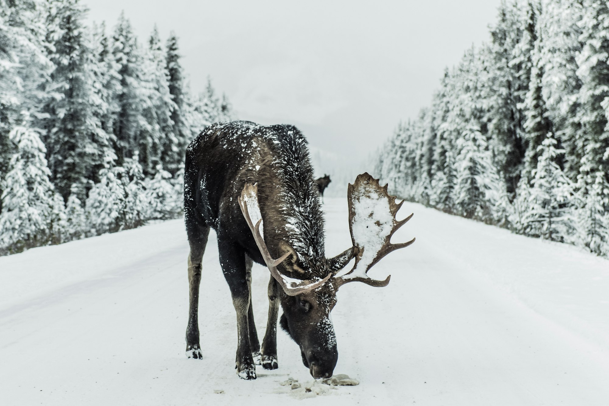 A moose eating the salty/gravel that gets sprayed on the roads during snowy winter