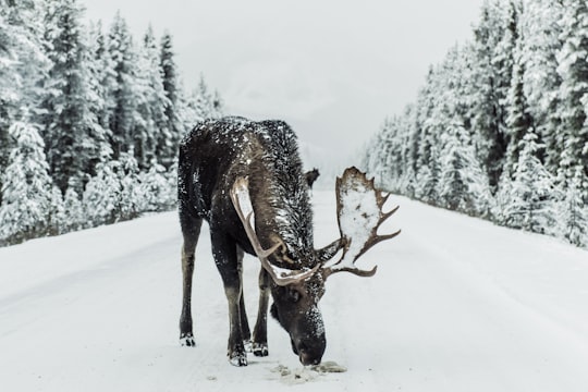 brown moose surrounded by snowfield in Jasper Canada
