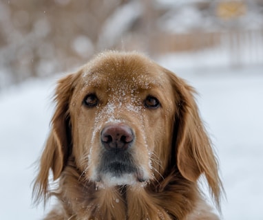 short-coated brown dog outside