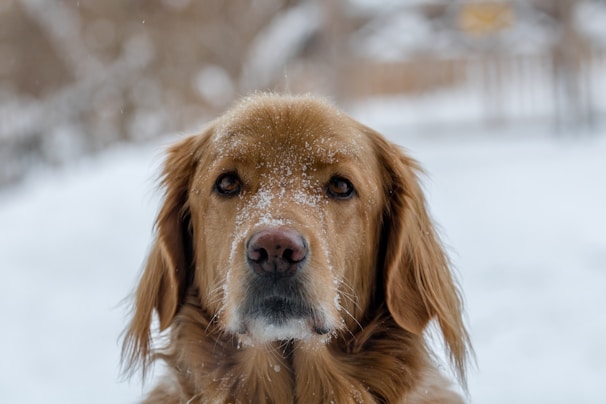 short-coated brown dog outside