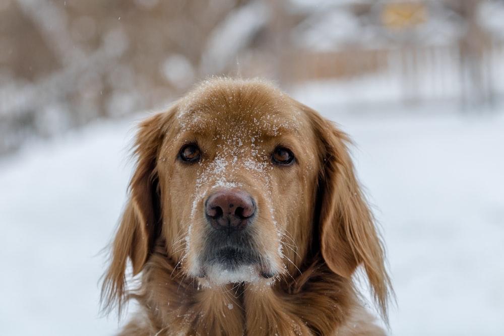 chien brun à poil court à l’extérieur