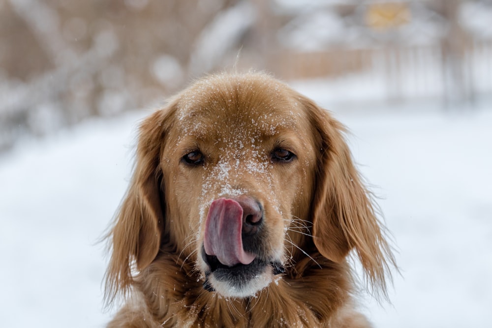 Photographie en gros plan d’un chien brun avec la langue sortie