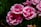 Several vibrant pink roses with lush petals are in full bloom amid dark green foliage. The petals are layered and slightly ruffled, creating a rich texture against the contrasting background.