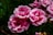 Several vibrant pink roses with lush petals are in full bloom amid dark green foliage. The petals are layered and slightly ruffled, creating a rich texture against the contrasting background.