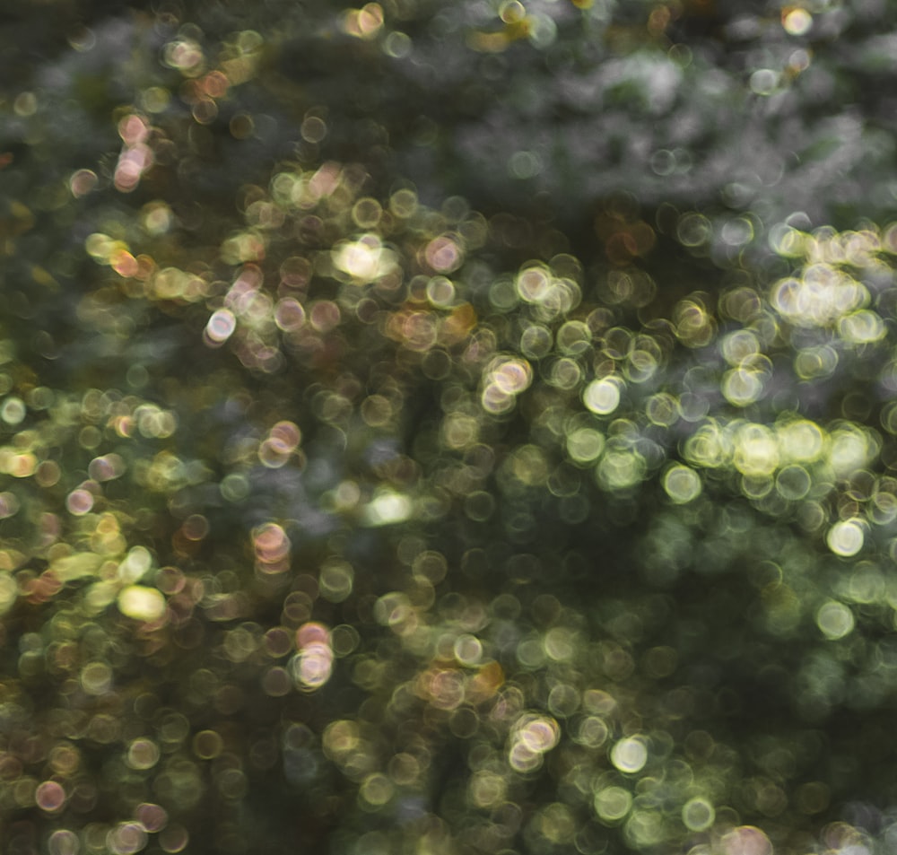 a blurry photo of a tree with lots of green leaves