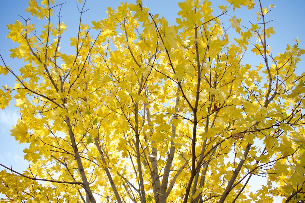 yellow and black leaf plant