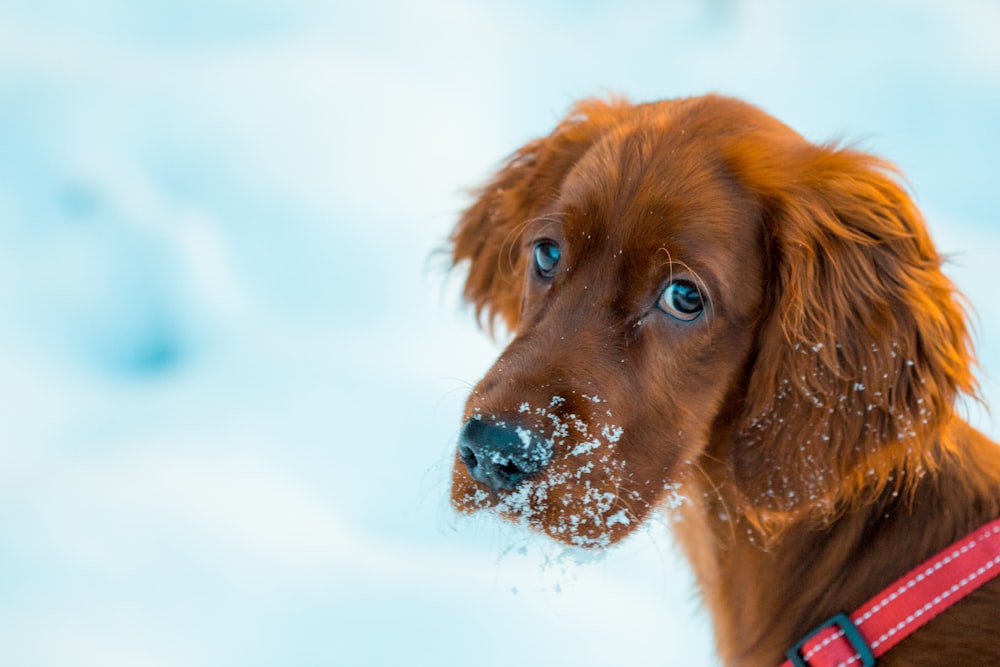 long-coated brown dog closeup photography