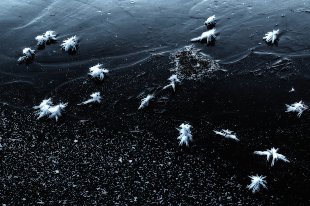 white birds on body of water