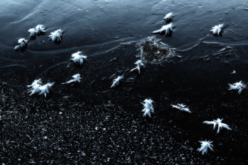 white birds on body of water