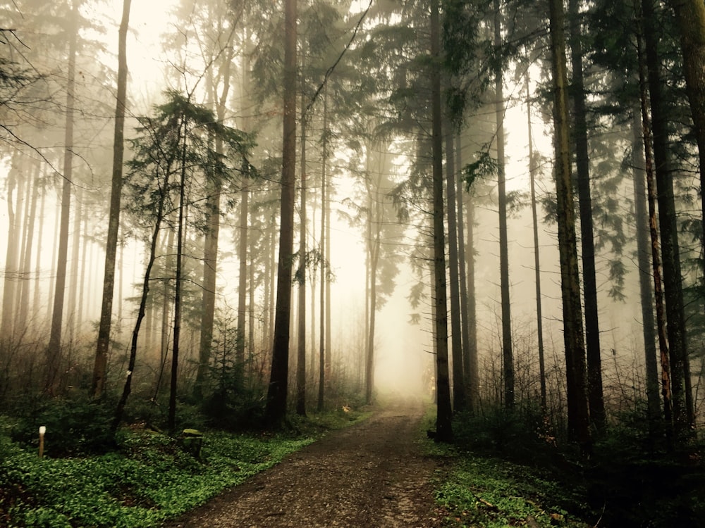 empty road between forest trees