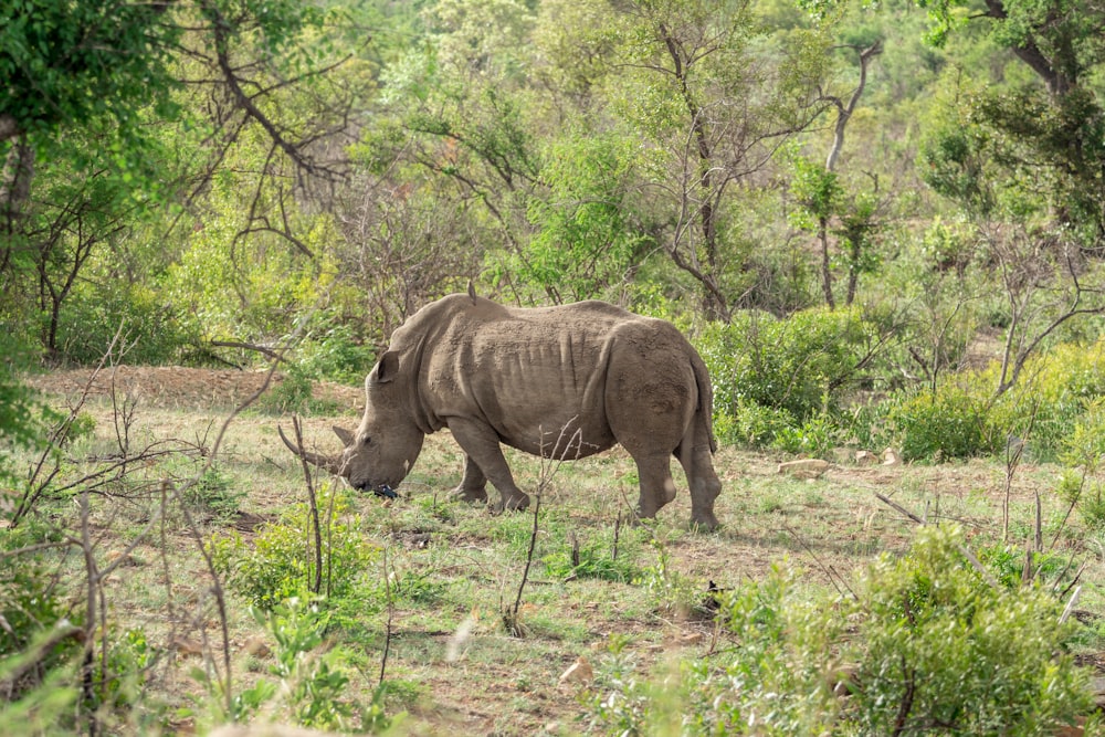 brown rhino eating grass