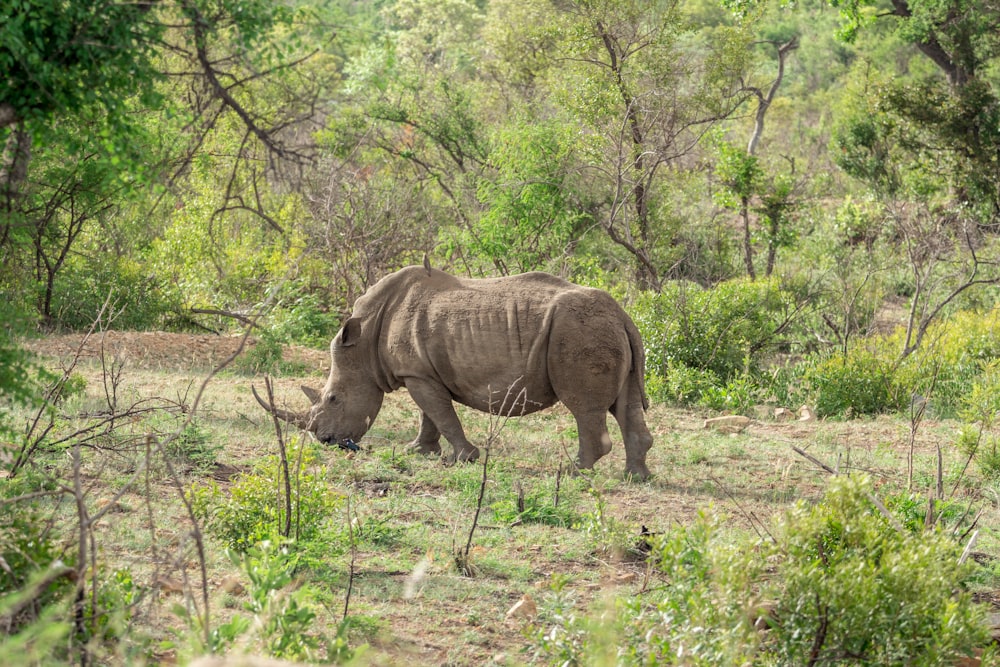 rhinocéros brun mangeant de l’herbe
