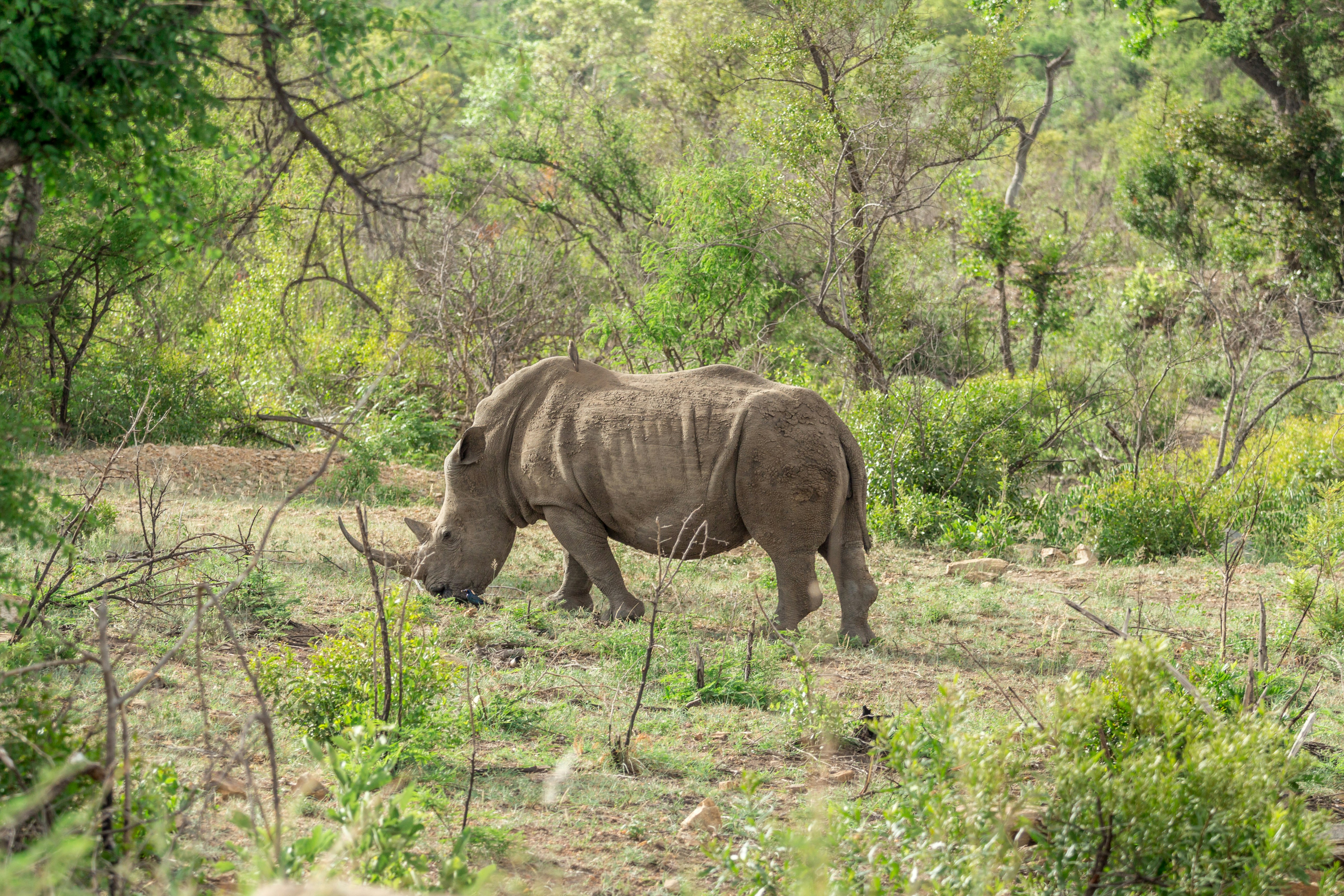 brown rhino eating grass