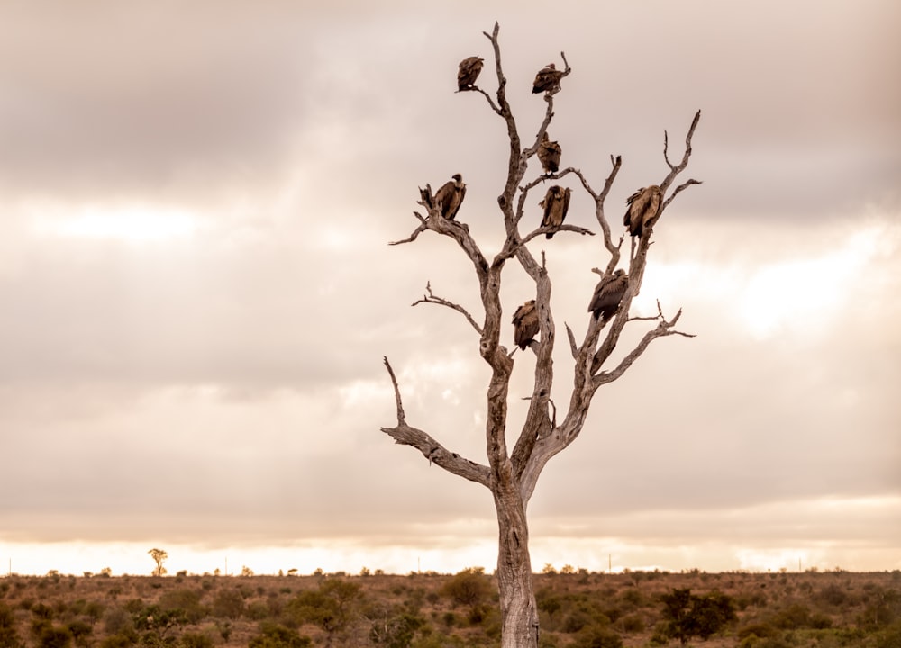 bandada de pájaros en el árbol desnudo