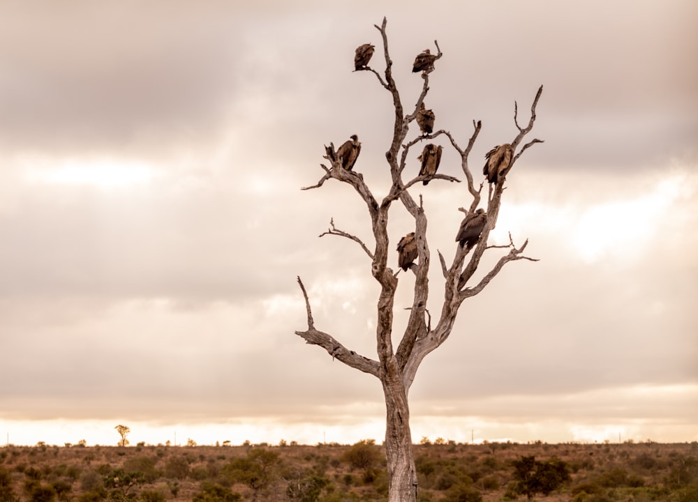 Vogelschwarm auf kahlem Baum