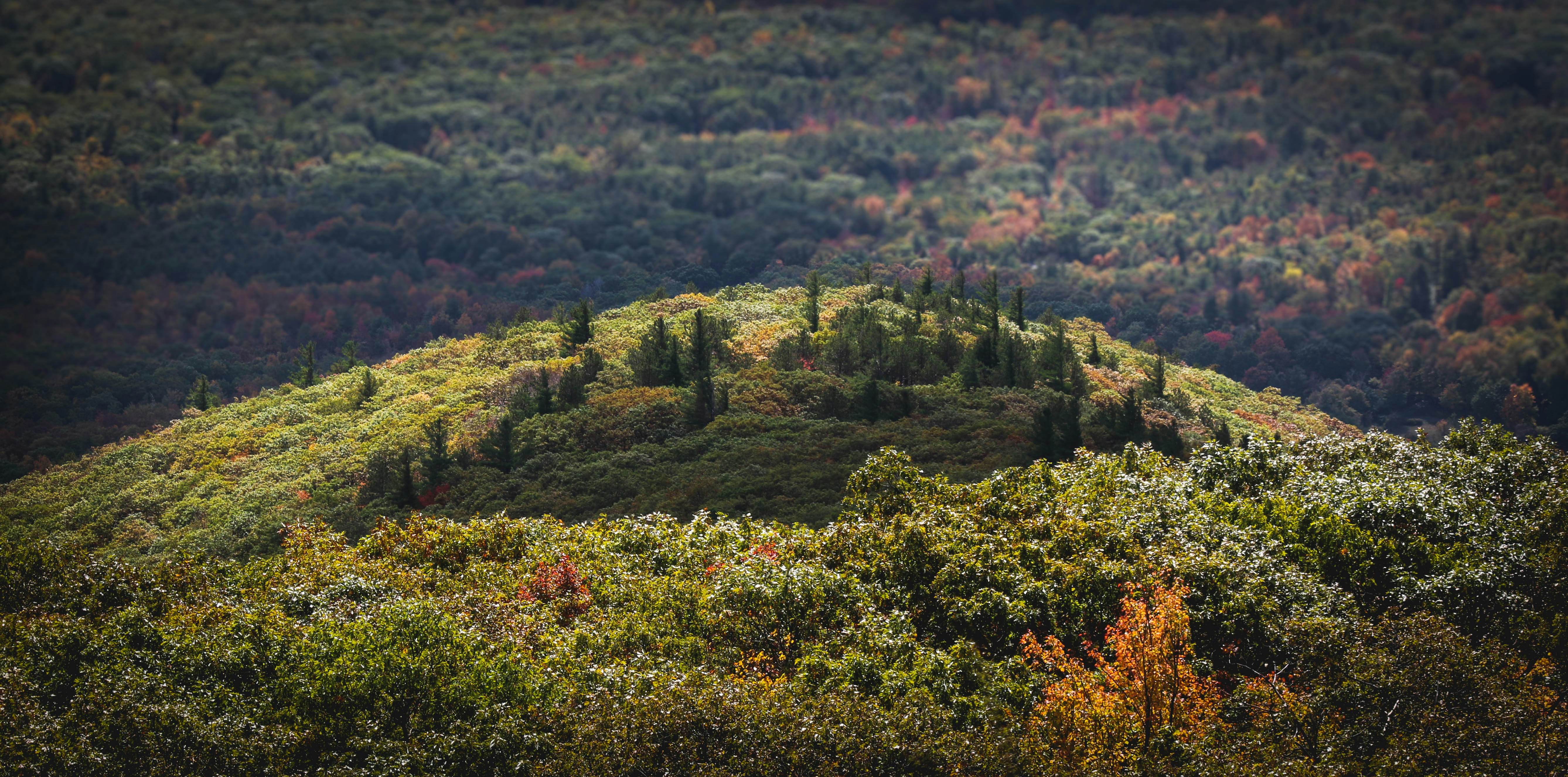 aerial photography of trees, Up on the hill