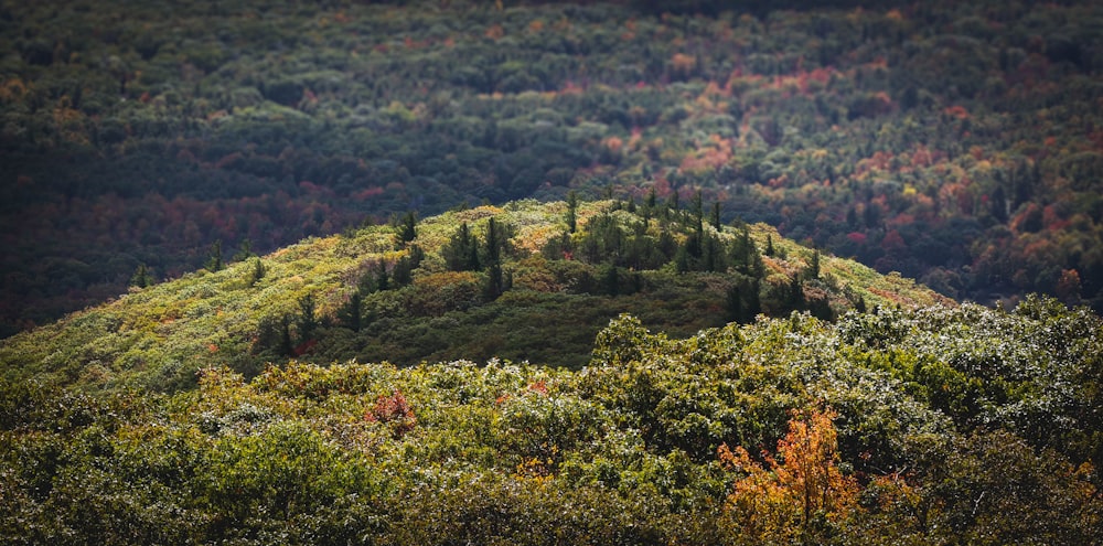 aerial photography of trees