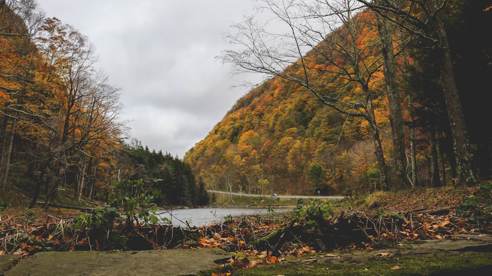 río rodeado de árboles