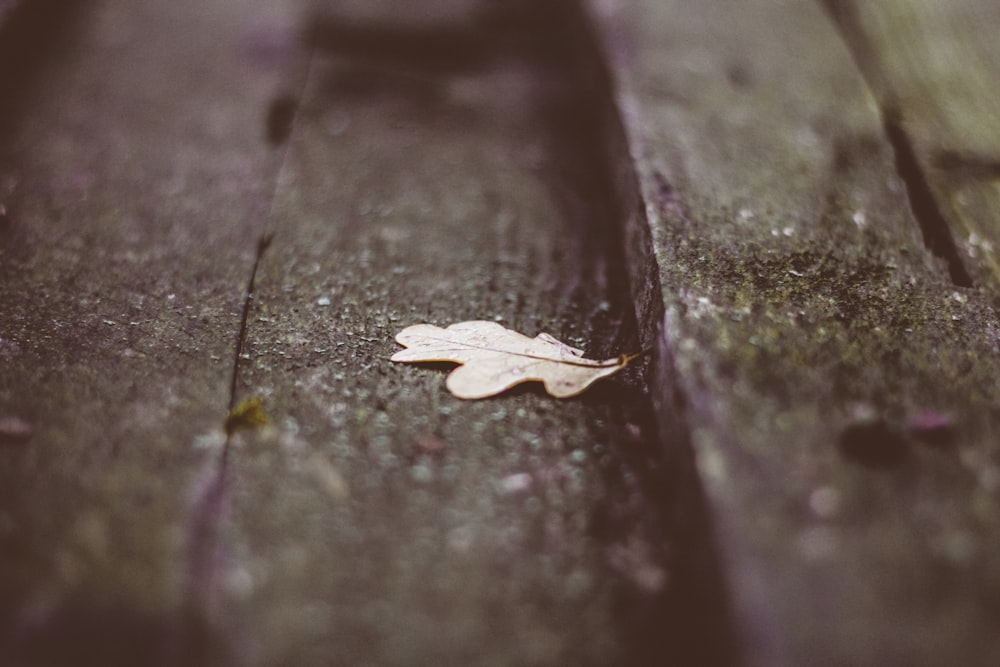 white leaf on wooden surface