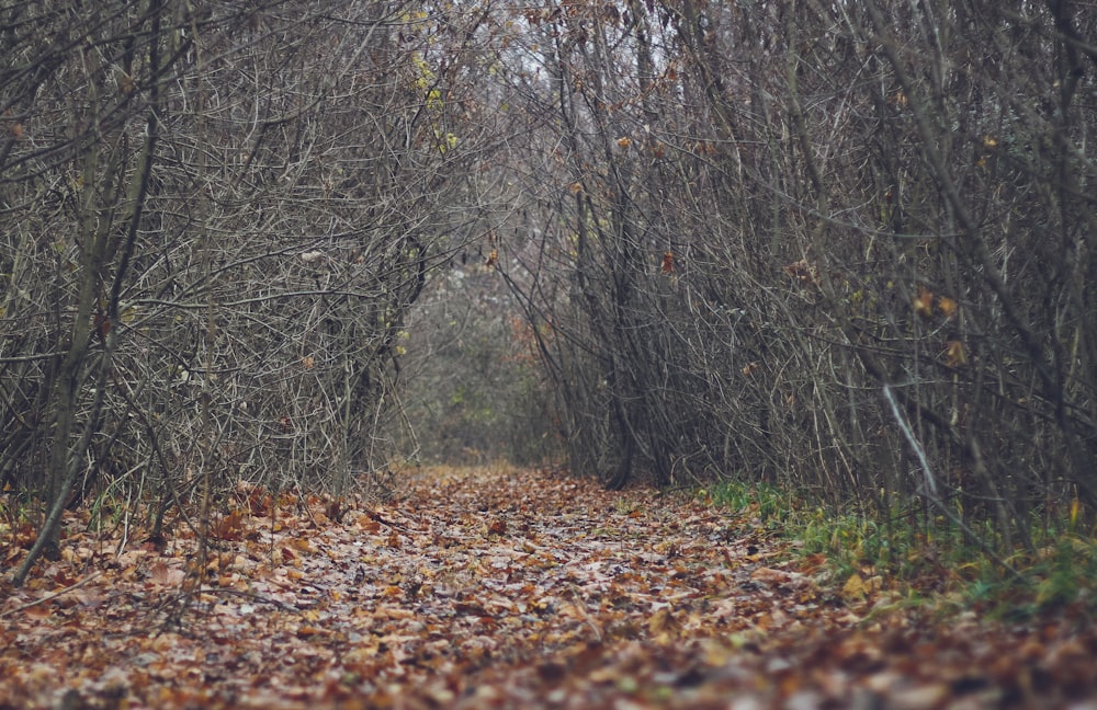 Foto des Weges im Wald aus niedrigem Winkel