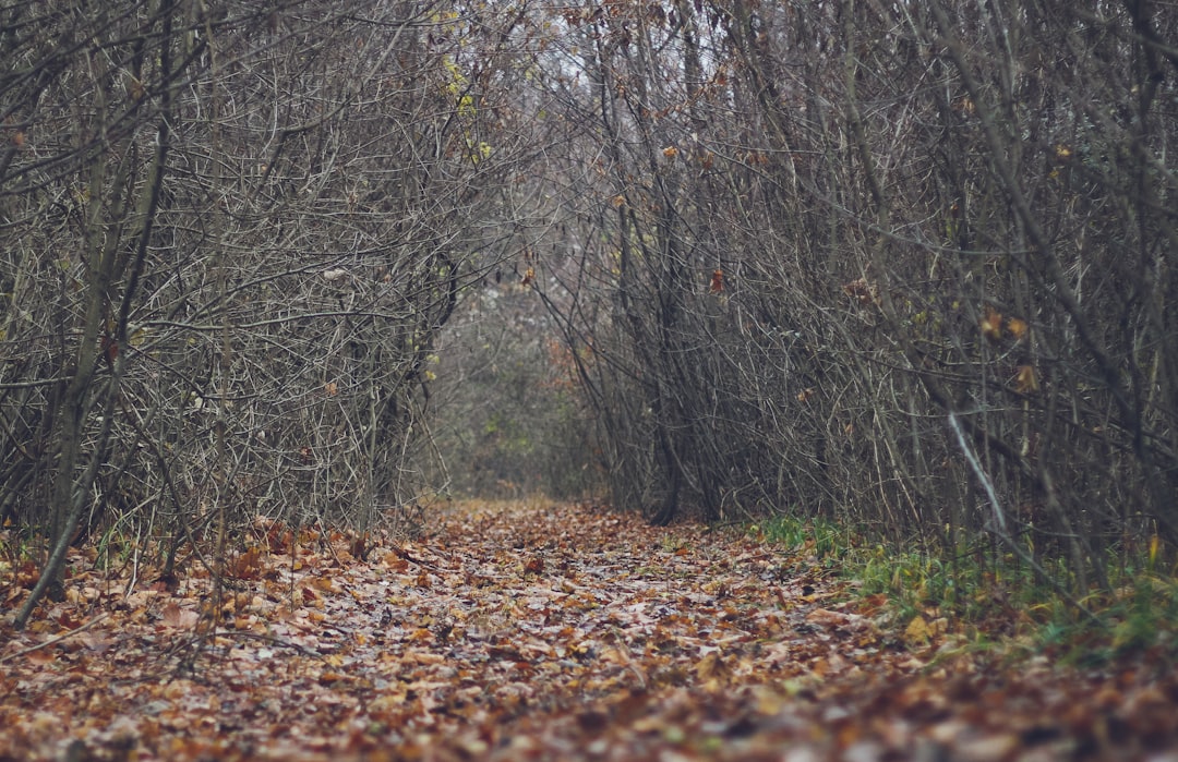 Travel Tips and Stories of Hoia Forest in Romania