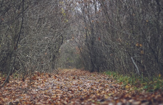 low angle photo of pathway on forest in Hoia Forest Romania