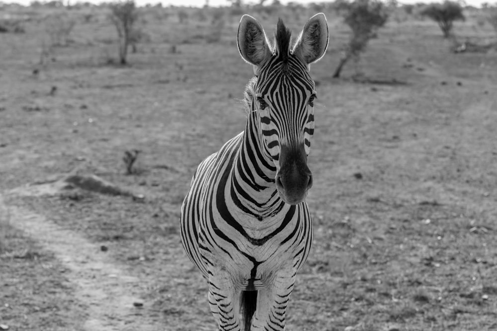 zebra standing near tree