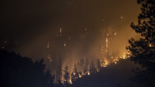 trees on fire