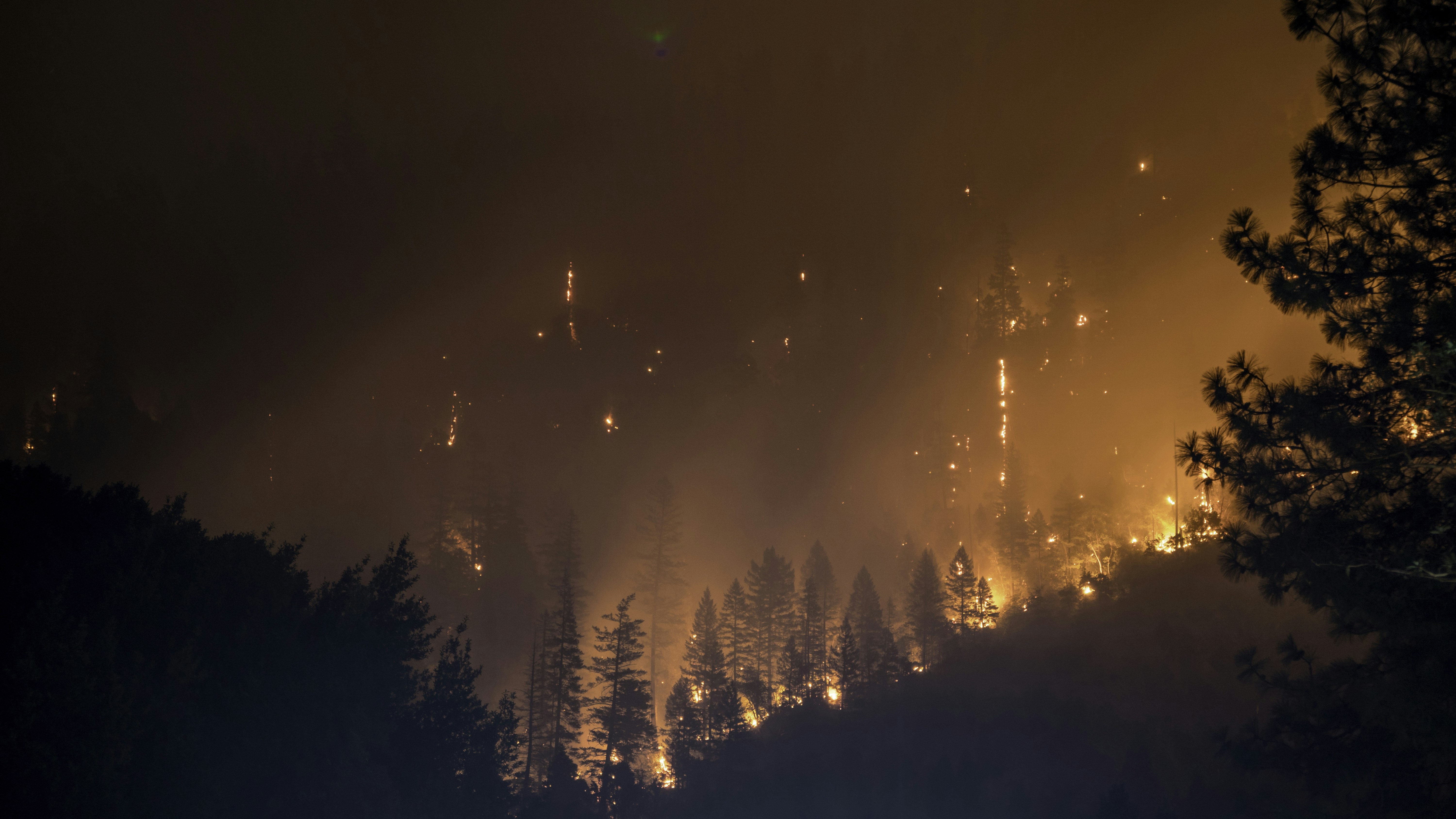 Burning Forrest